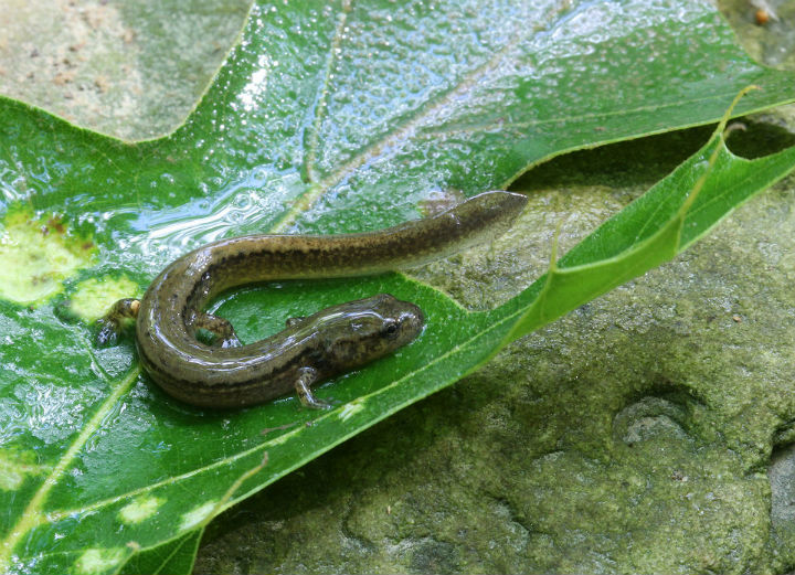 Two-lined Salamander